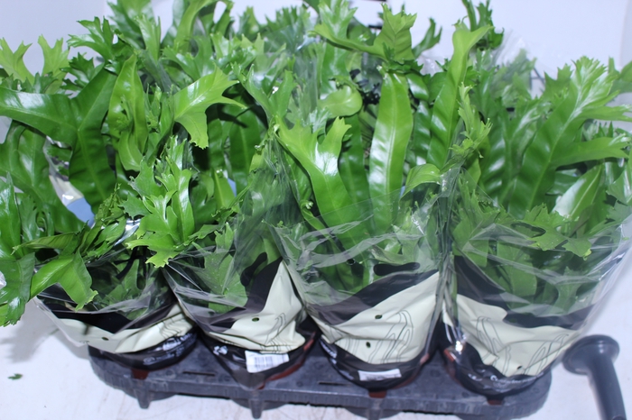 ASPLENIUM CRISSIE P15