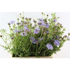 DIDISCUS LAVENDER 60CM P STEM