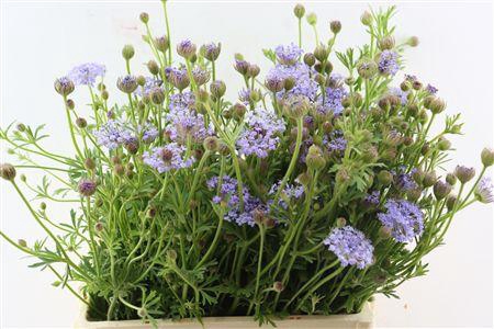 <h4>DIDISCUS LAVENDER</h4>