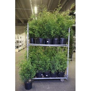 Thuja O Brabant