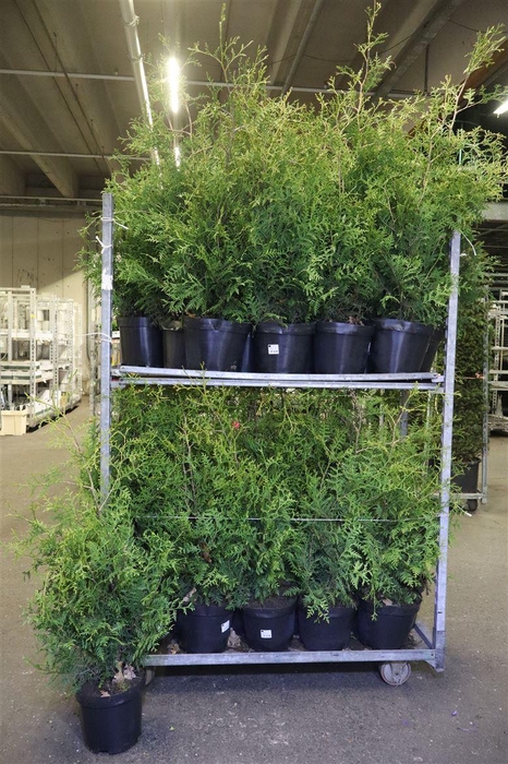 <h4>Thuja O Brabant</h4>