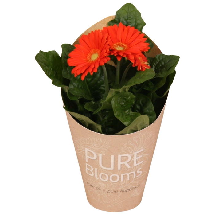 <h4>Gerbera oranje 2+ bl12 cm in Pure Blooms draagtas eco</h4>