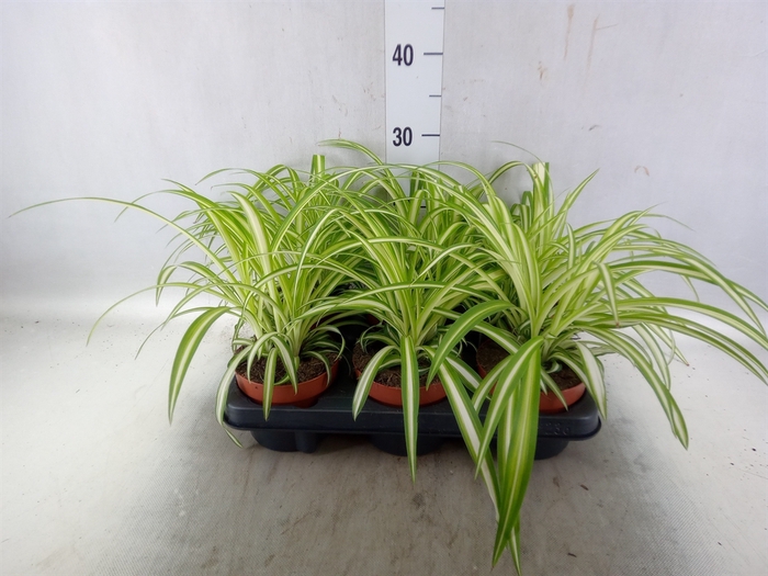 <h4>Chlorophytum com. 'Variegatum'</h4>