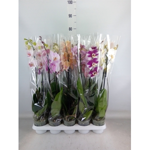 Phalaenopsis   ...mix