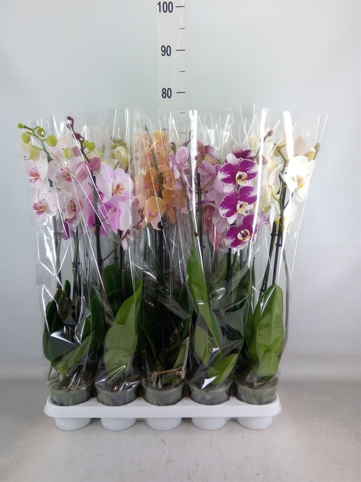 <h4>Phalaenopsis   ...mix</h4>