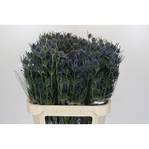 Eryngium Blue Dynamite