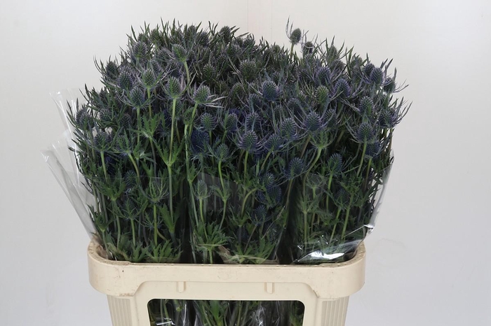 Eryngium Blue Dynamite
