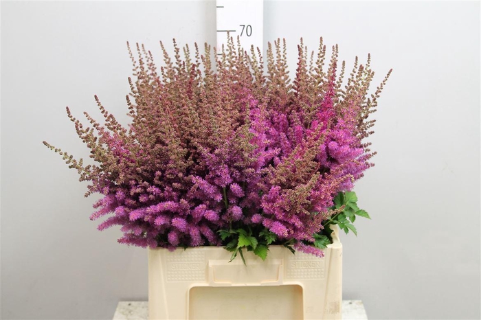 <h4>Astil C Black N Blue</h4>