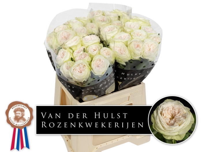 <h4>R GR BAL D SUMMERHOU</h4>