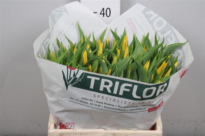 <h4>Tu Li Glamour</h4>