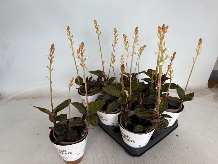 <h4>LUD DISCOLOR</h4>