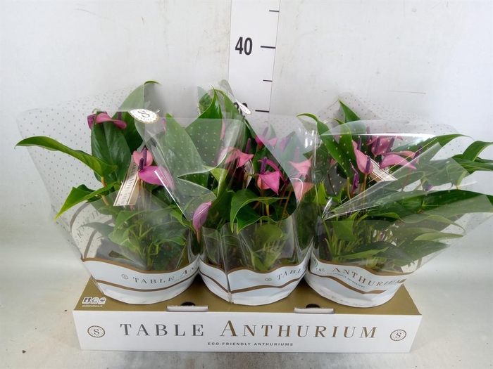 <h4>Anthurium  'Zizou'</h4>