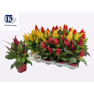 CEL PL KEL FIRE GEM