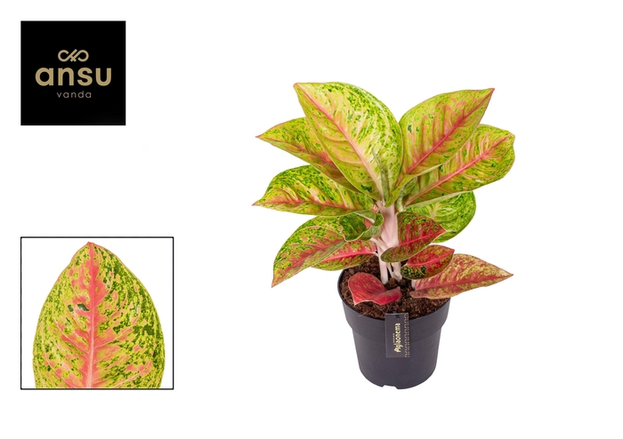 <h4>Aglaonema Grand Poppy</h4>