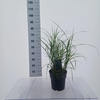 Miscanthus sinensis Strictus