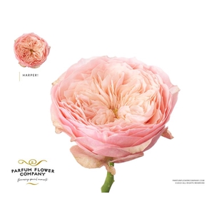 R Gr Garden Harper