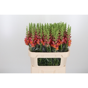 Antirrhinum Po D. Orange