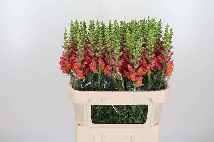 <h4>Antirrhinum Po D. Orange</h4>