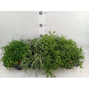 Rhipsalis   ...mix