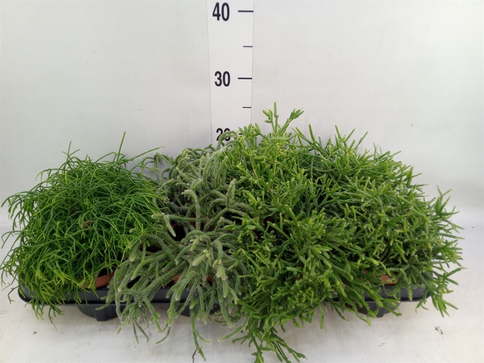 <h4>Rhipsalis   ...mix</h4>