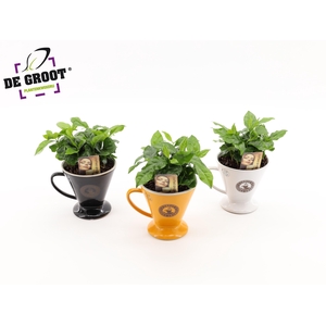 Coffea in bruikbaar koffiefilter