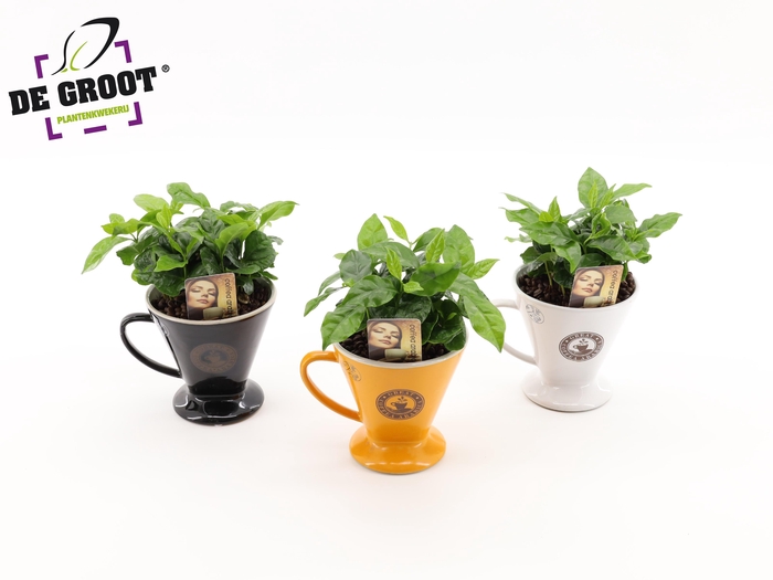 <h4>Coffea in bruikbaar koffiefilter</h4>