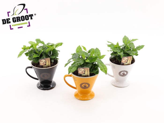 <h4>Coffea in bruikbaar koffiefilter</h4>