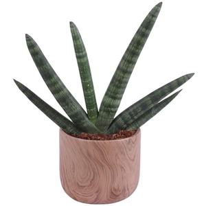 Sansevieria Cylindrica Handshake in Ø14cm Ceramic NT565