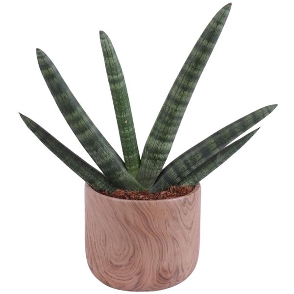 <h4>Sansevieria Cylindrica Handshake in Ø14cm Ceramic NT565</h4>