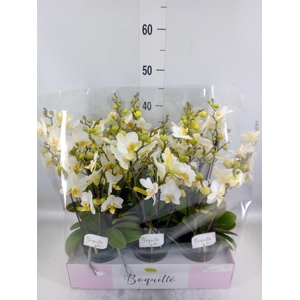 Phalaenopsis multi.   ...white