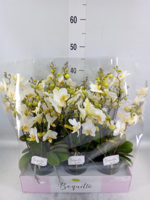 <h4>Phalaenopsis multi.   ...white</h4>