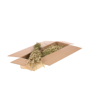 Briza Maxima Sb Natural Green