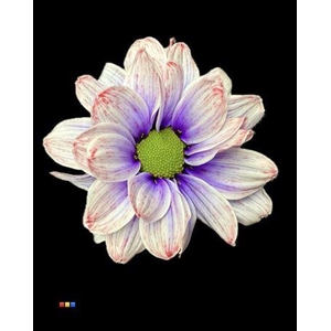 Chr T Kennedy Passion