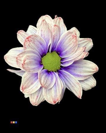 Chr T Kennedy Passion