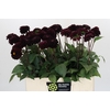 Dahlia Dark Prince