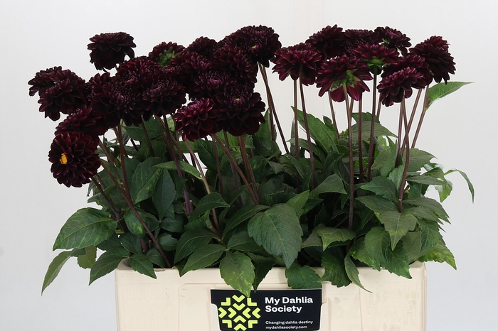 <h4>Dahlia Dark Prince</h4>