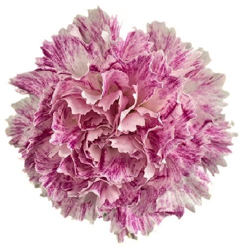 <h4>DI ST PREMIER</h4>