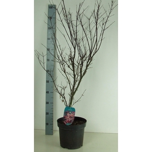 Acer palmatum 'Skeeters Broom' P26 Full CC