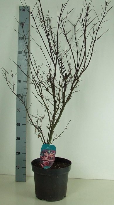 <h4>Acer palmatum 'Skeeters Broom' P26 Full CC</h4>
