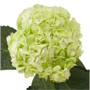 HYDR PREMIUM GREEN NATURAL