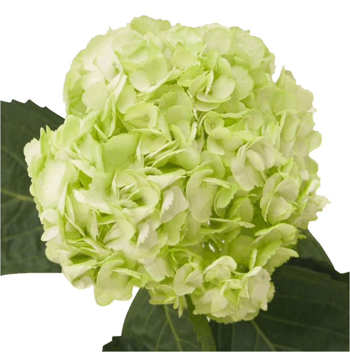 <h4>HYDR PREMIUM GREEN NATURAL</h4>