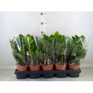Zamioculcas zamiifolia