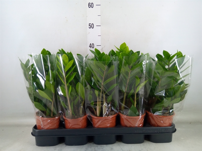 <h4>Zamioculcas zamiifolia</h4>