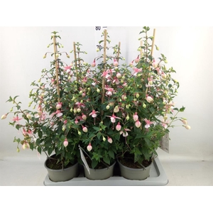 Fuchsia  'Rosalien'