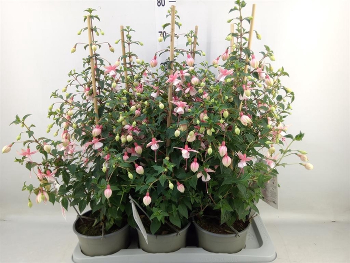 <h4>Fuchsia  'Rosalien'</h4>