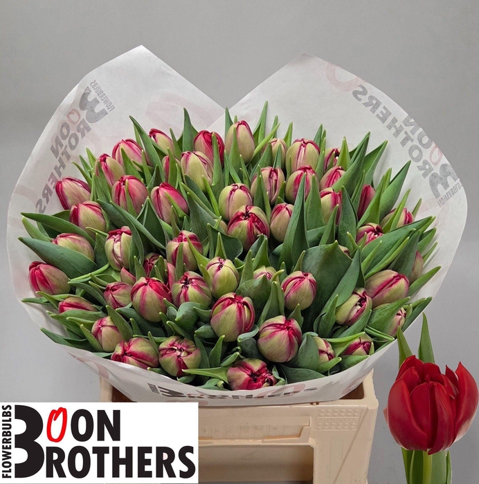 <h4>TU DU HATTRICK</h4>