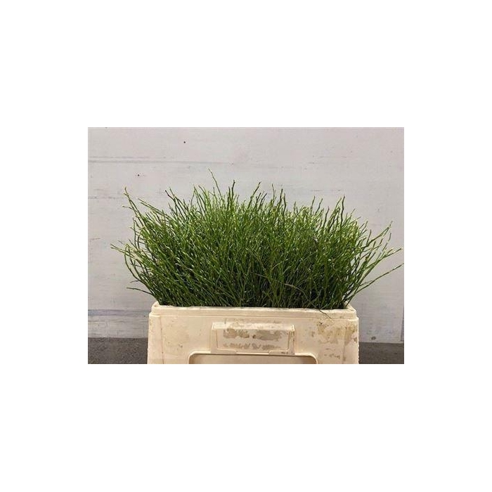 <h4>Vaccinium Myrtillus</h4>