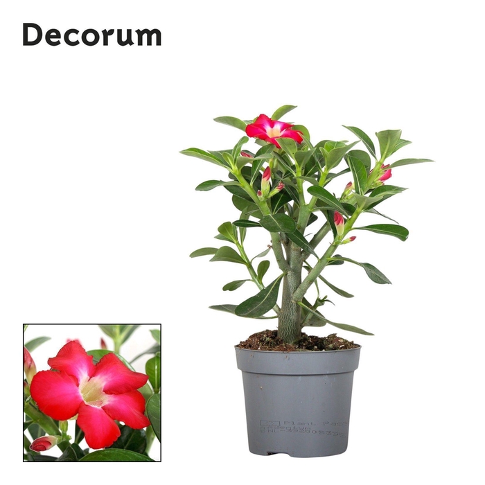 <h4>Adenium Obesum Rood 13cm Decorum</h4>