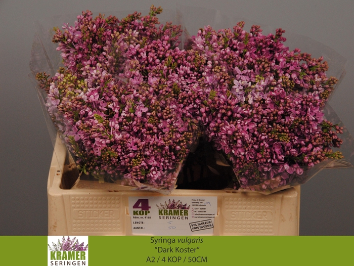 <h4>SYR V DARK KOSTER</h4>