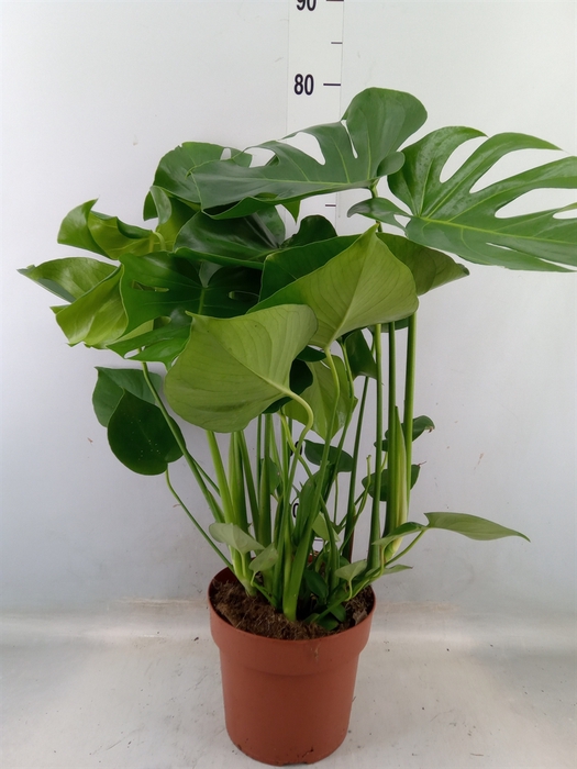 <h4>Monstera delic.</h4>